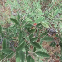 Indigofera oblongifolia Forssk.